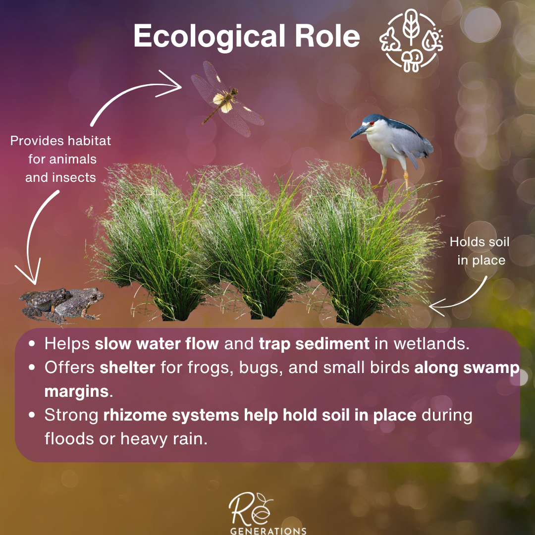 Carex appressa - ecological role.png