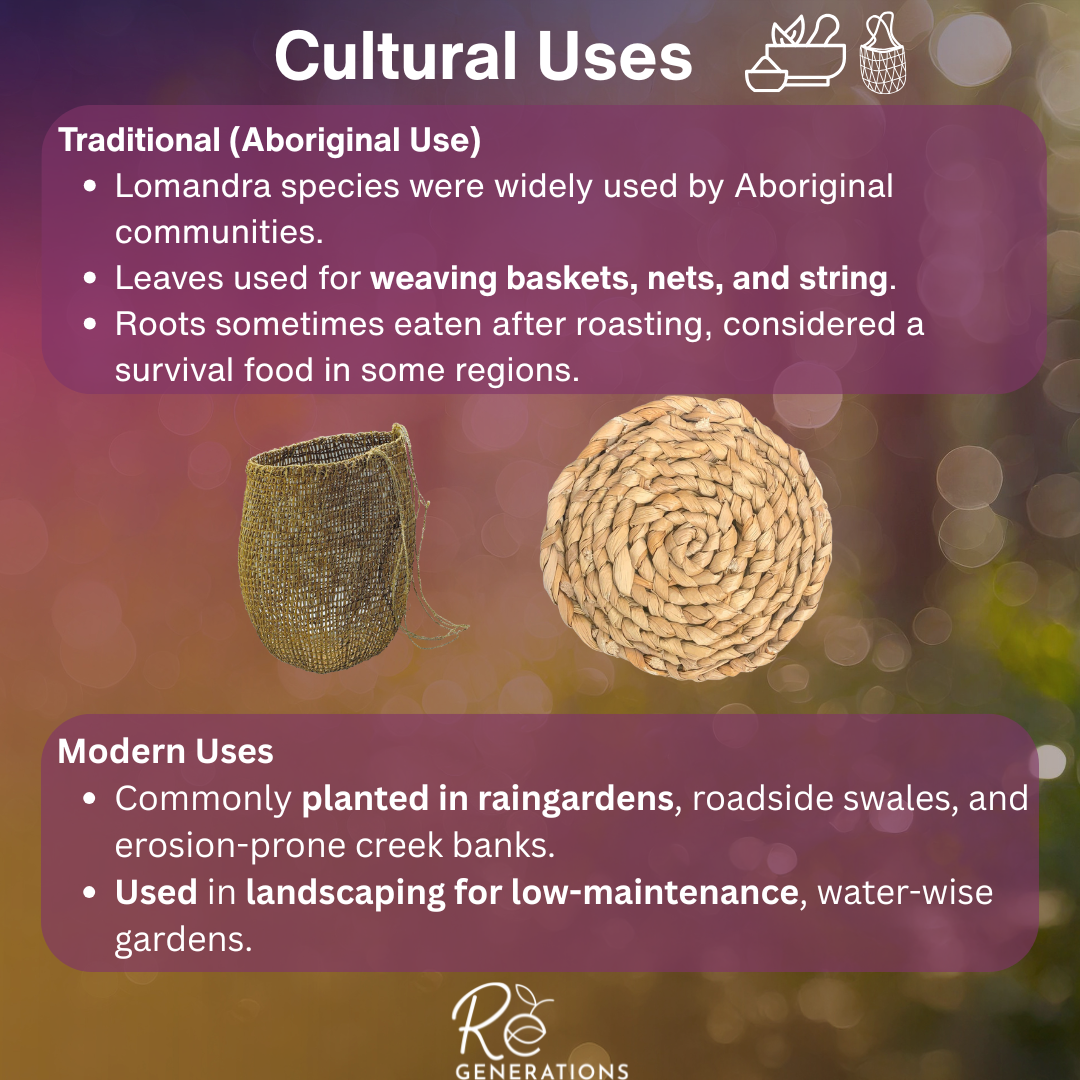 cultural uses - Lomandra hystrix.png