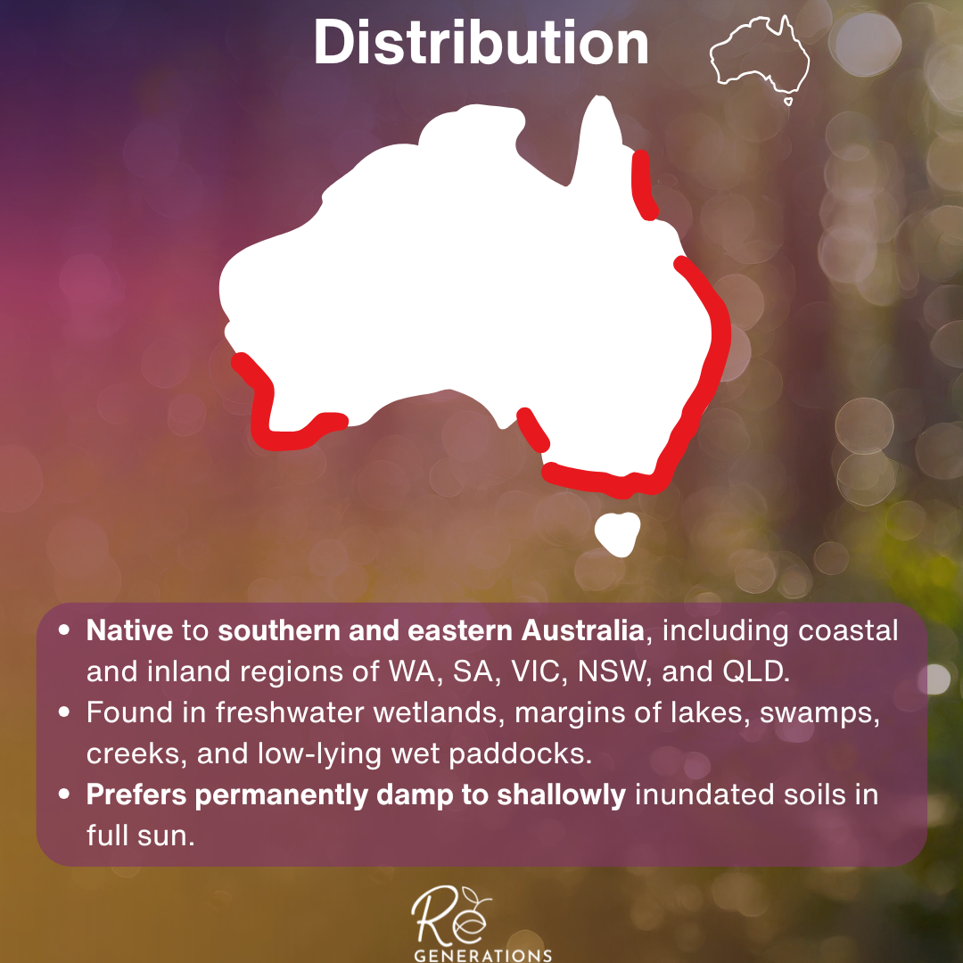 information about the distribution of the joint twig rush