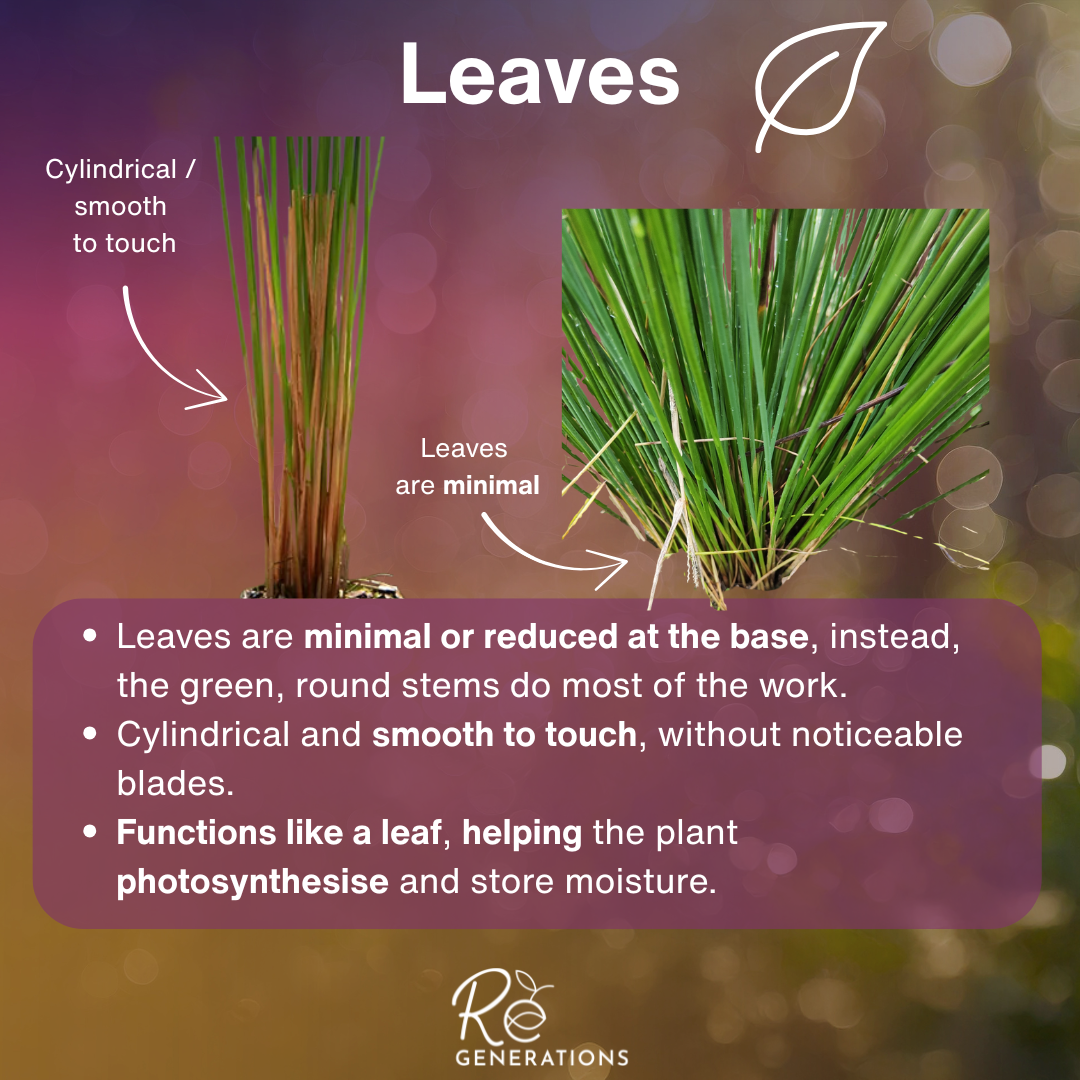 Juncus usitatus - leaves.png