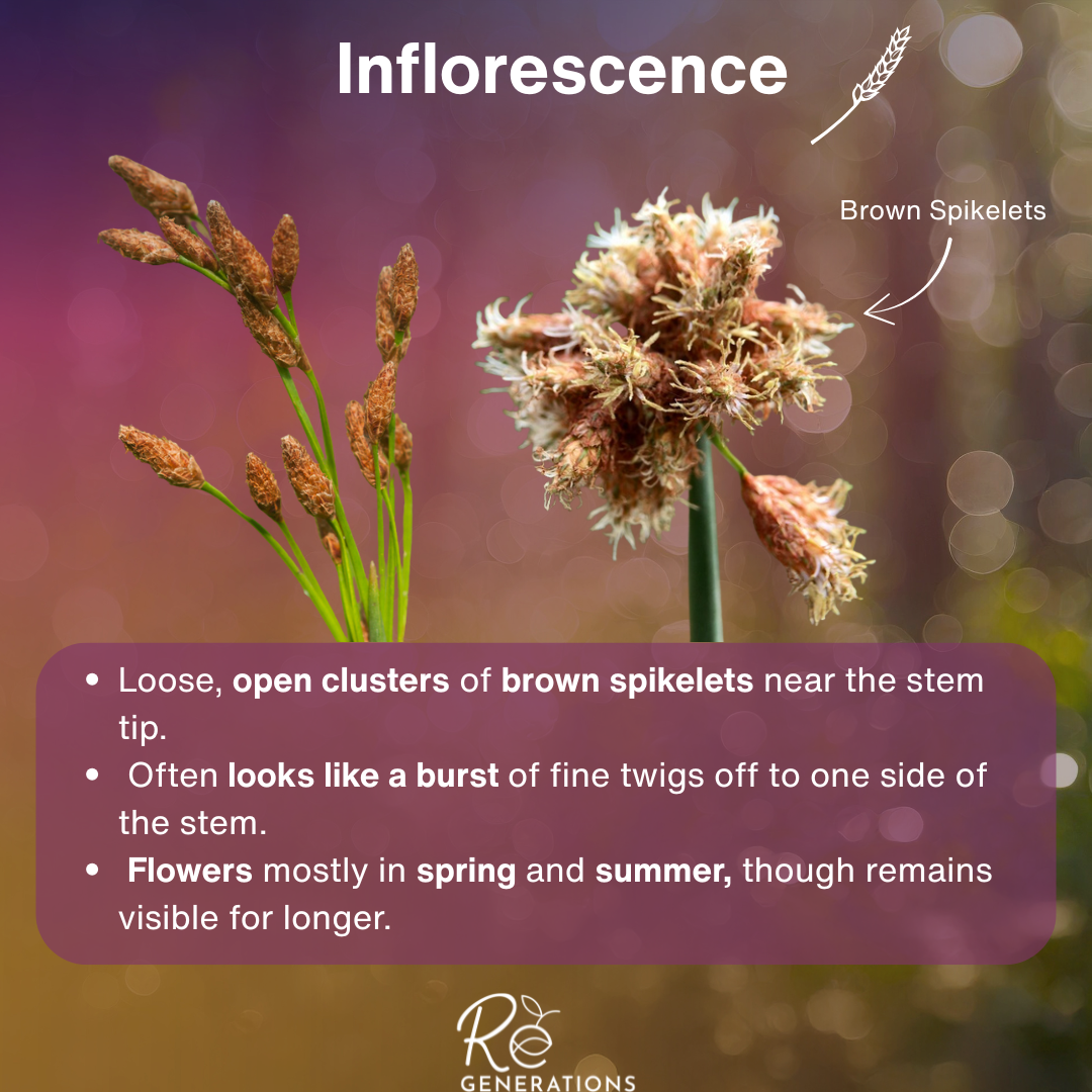 Schoenoplectus validus - inflorescence.png