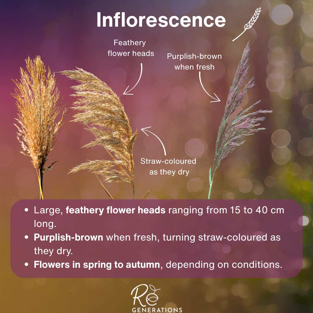 Inflorescence - Phragmites australis.png