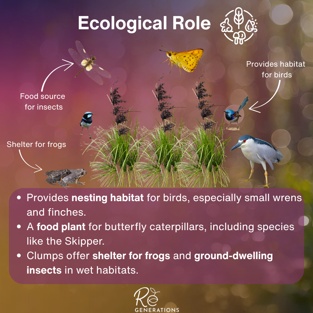 Gahnia clarkei - ecological role.png