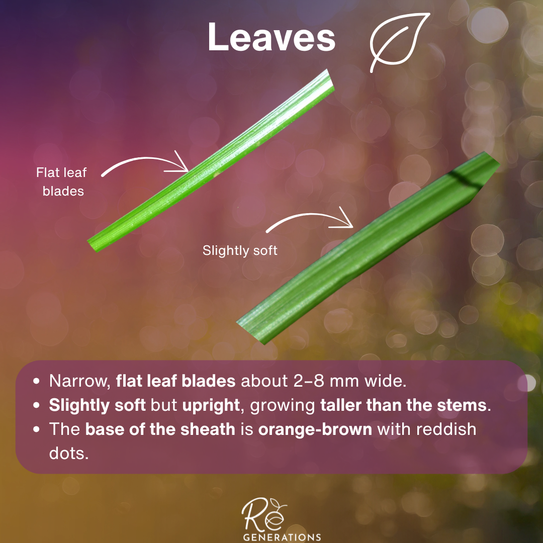 Carex maculata - leaves.png