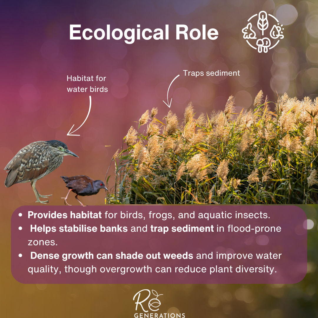 ecological role - Phragmites australis.png