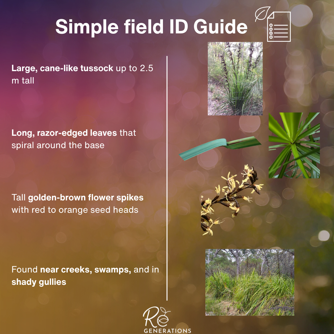 Gahnia clarkei - field id guide.png