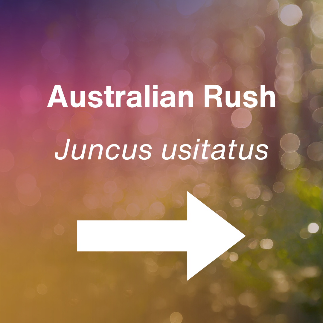 cover Juncus usitatus.png