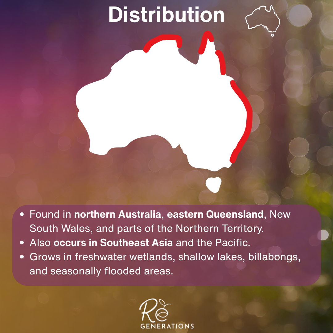 Distribution - Lepironia articulata.png