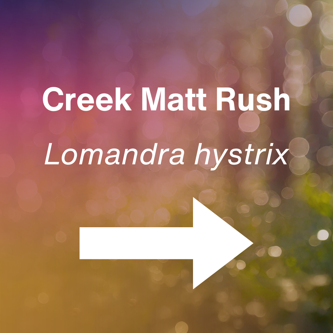 cover Lomandra hystrix.png