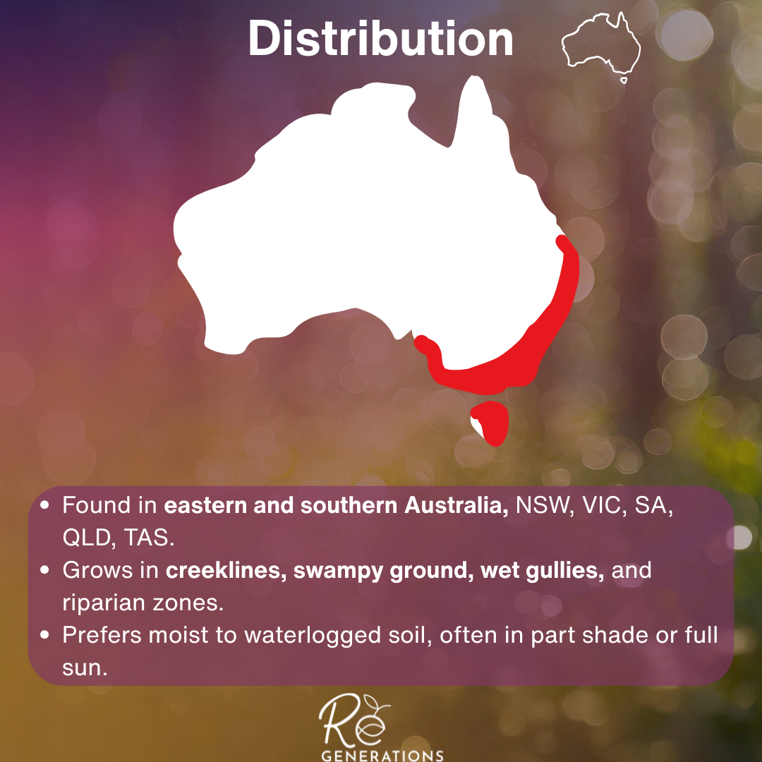 Distribution - Carex fascicularis.png