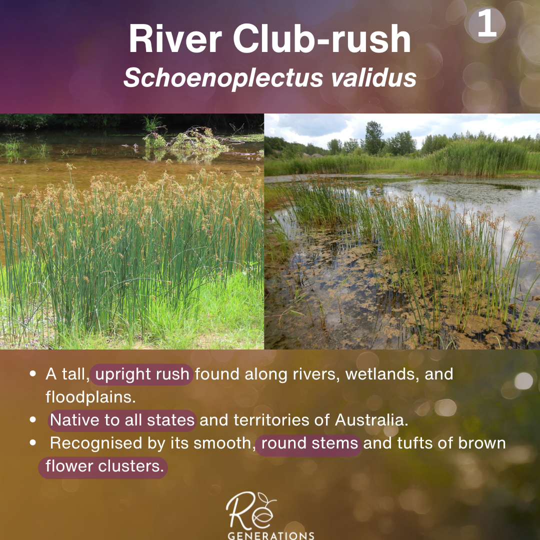 cover - Schoenoplectus validus.png