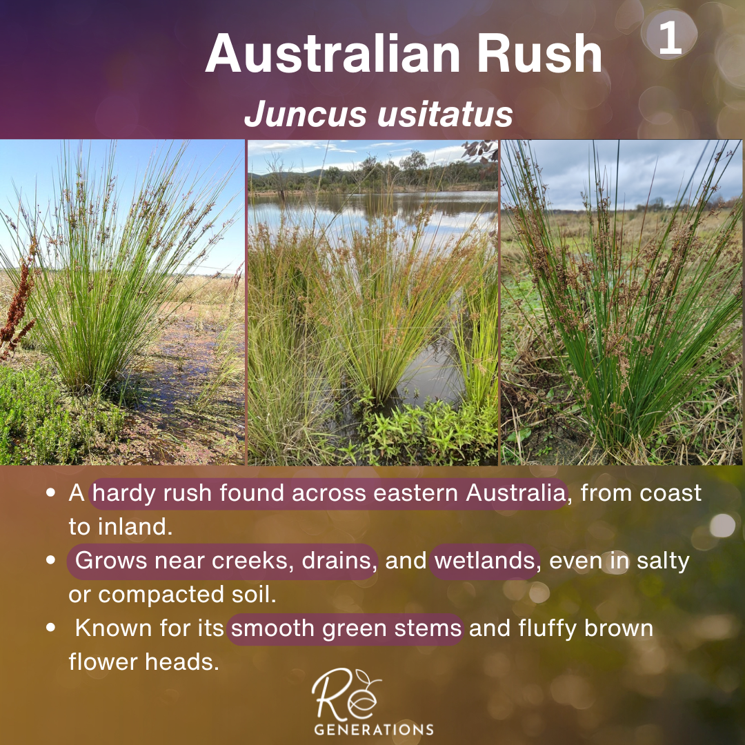 Cover - Juncus usitatus.png