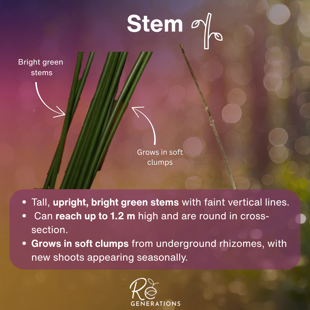 Juncus usitatus - stem.png