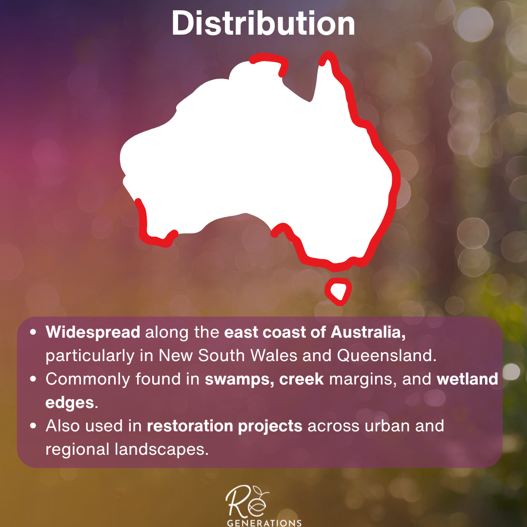 Soft Twig Rush -distribution.png