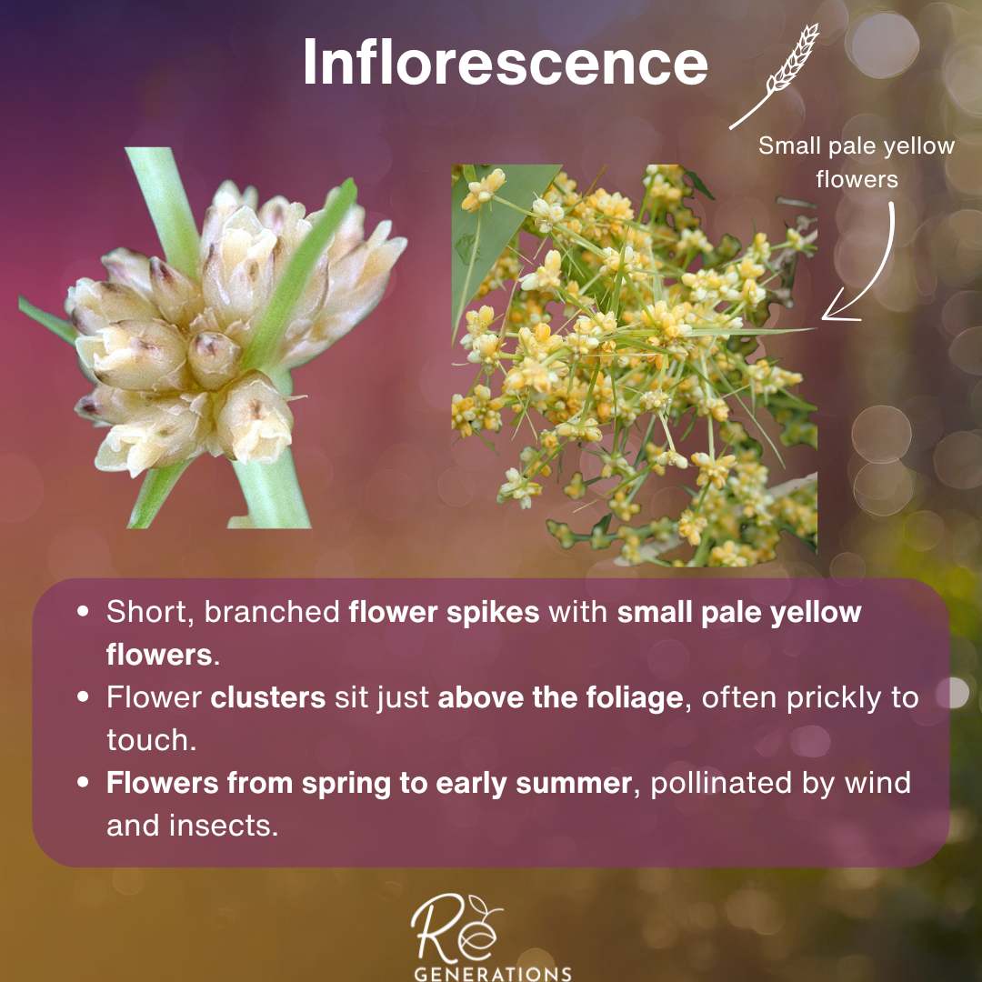 Inflorescence - Lomandra hystrix.png