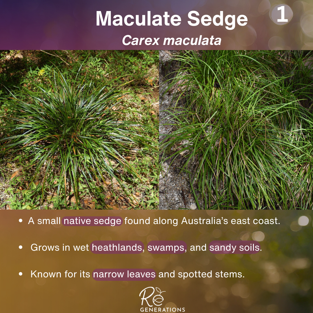 Carex maculata - cover.png