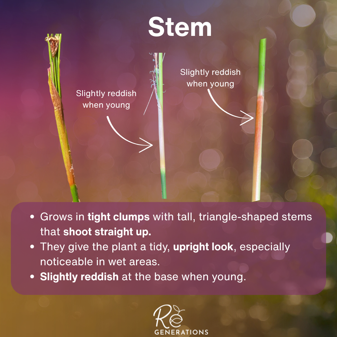 Soft Twig Rush - stem.png