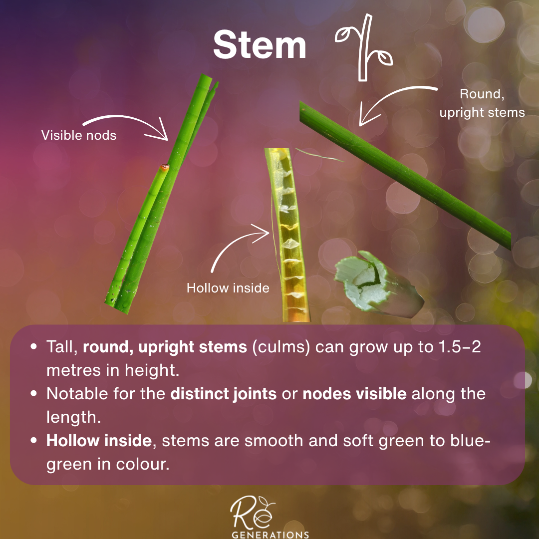 information about the stem of the joint twig rush