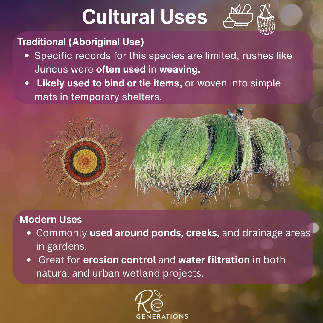 Juncus usitatus - cultural uses.png