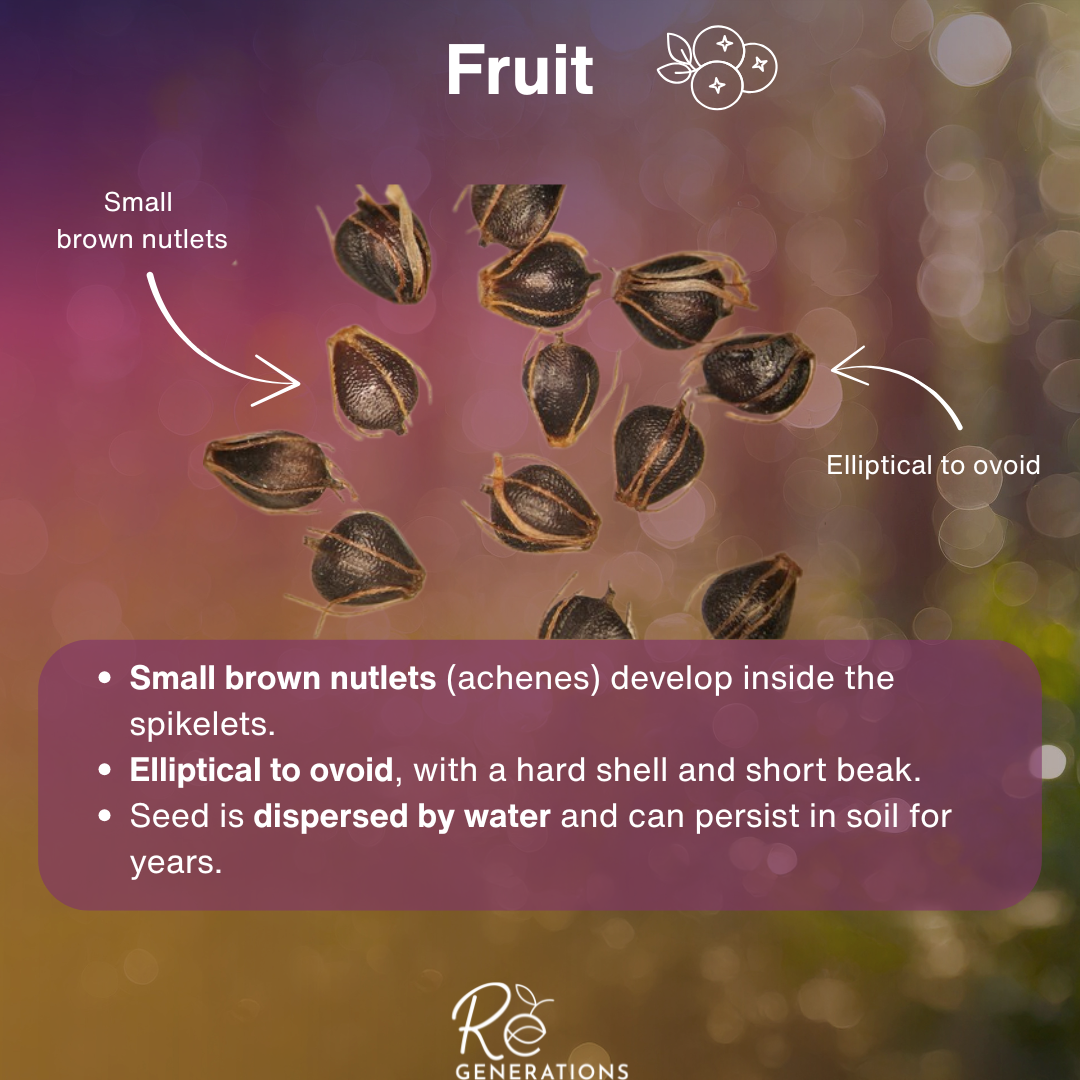 fruit - Schoenoplectiella mucronata.png