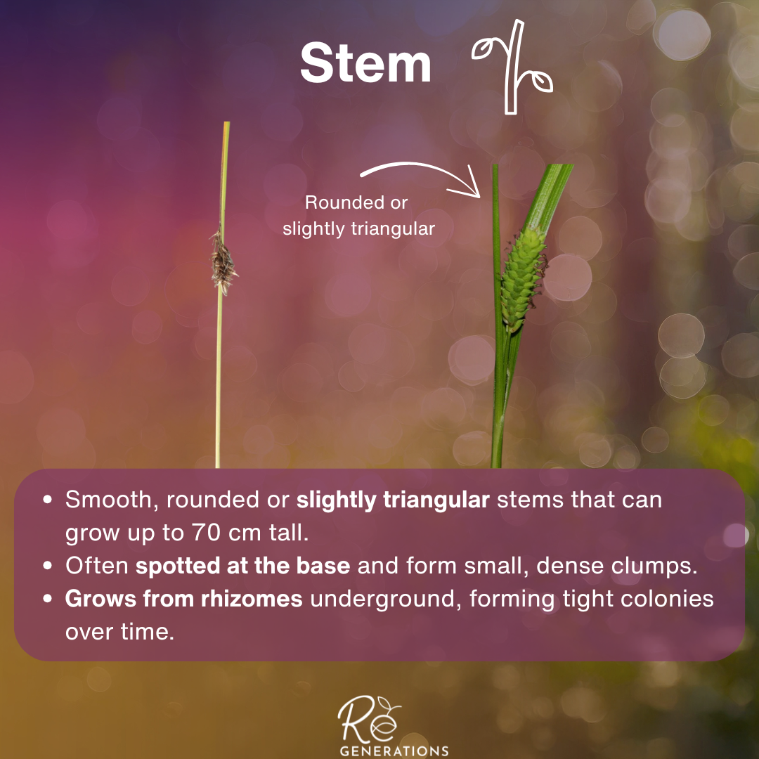 Stem - Carex maculata.png