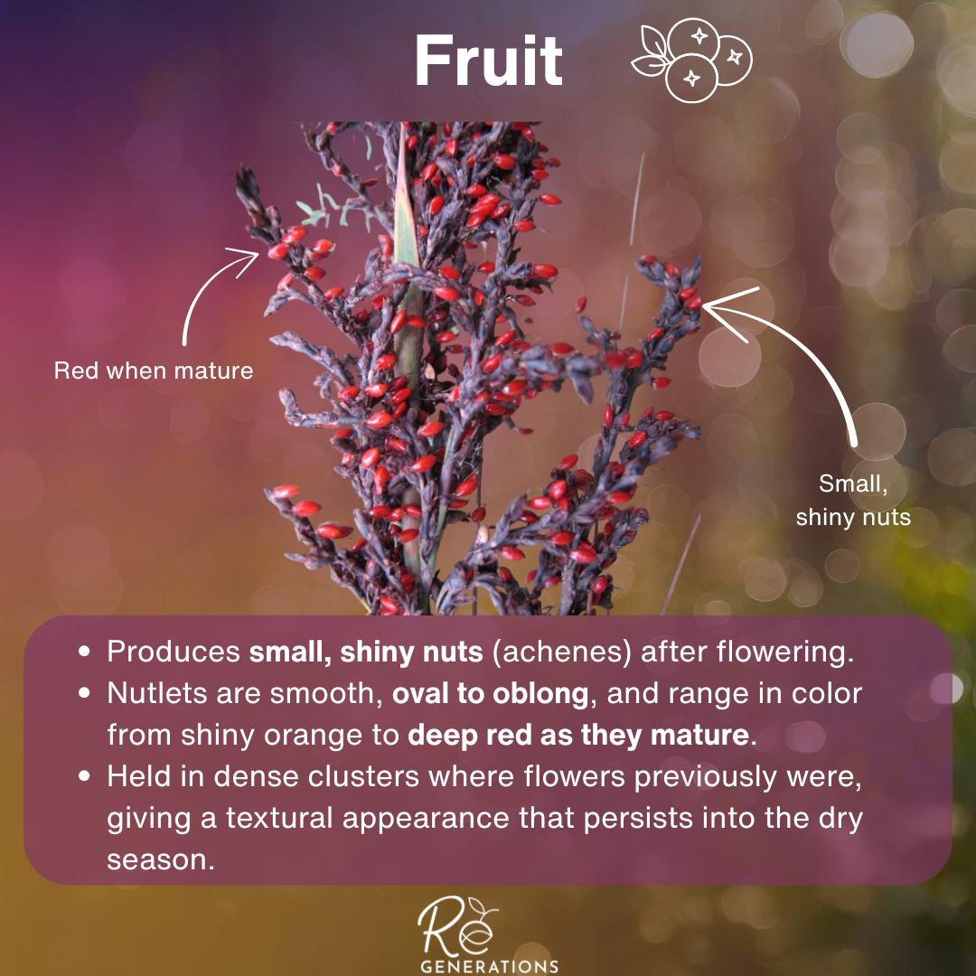 Gahnia clarkei - fruit.png