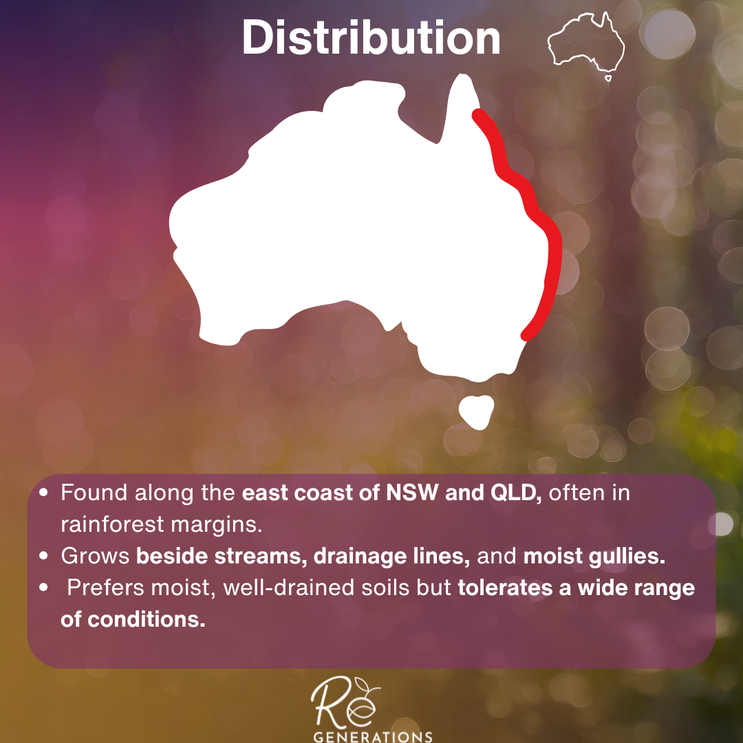 Lomandra hystrix - distribution.png