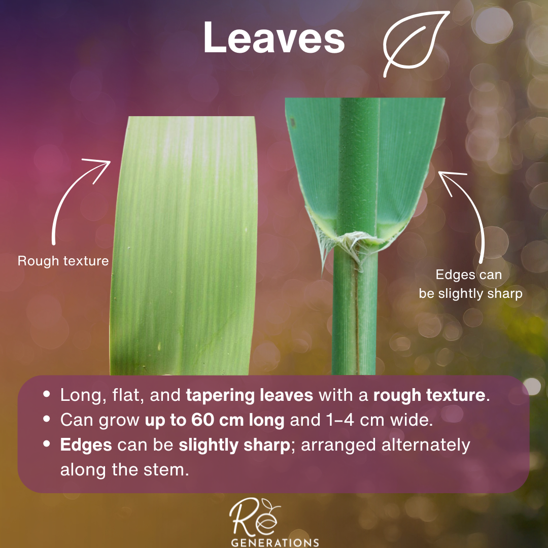 leaves - Phragmites australis.png
