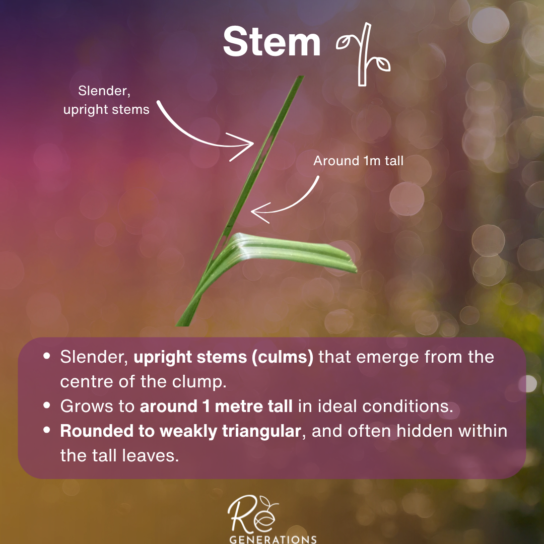 stem - Carex fascicularis.png