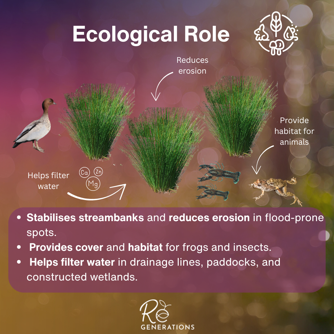 Juncus usitatus - ecological role.png