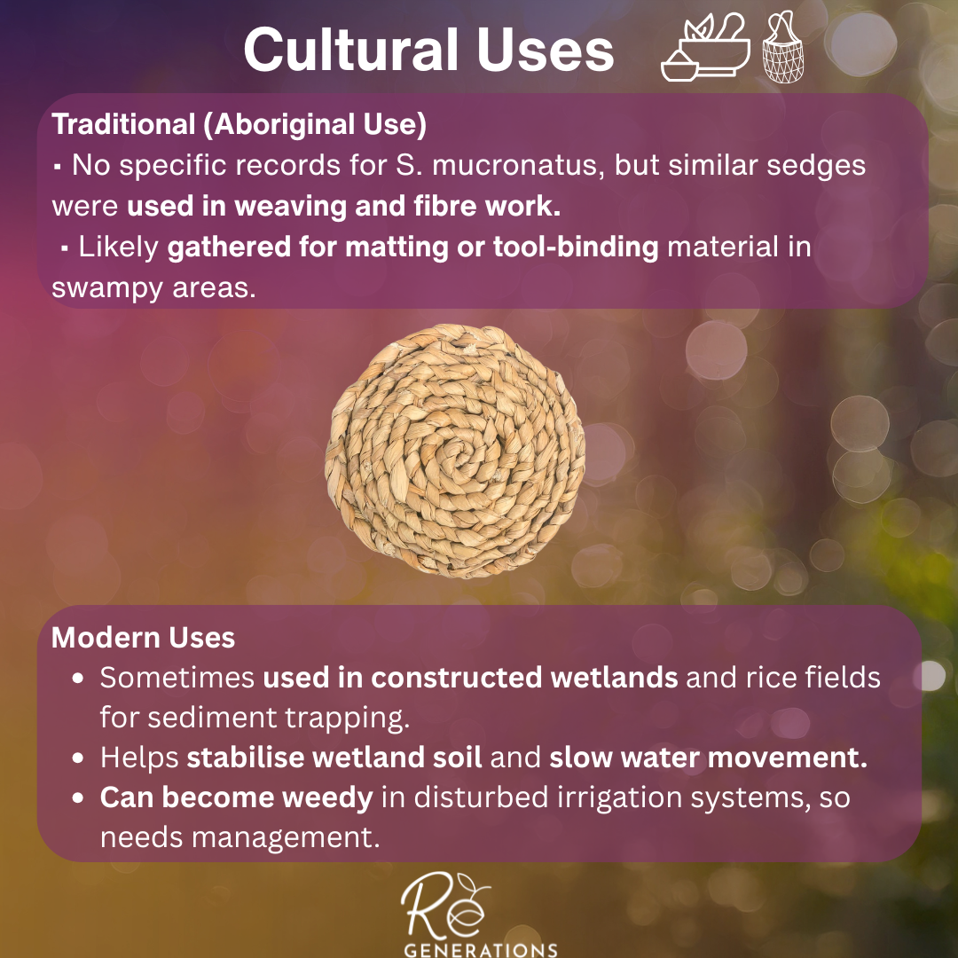 traditional uses - Schoenoplectiella mucronata.png