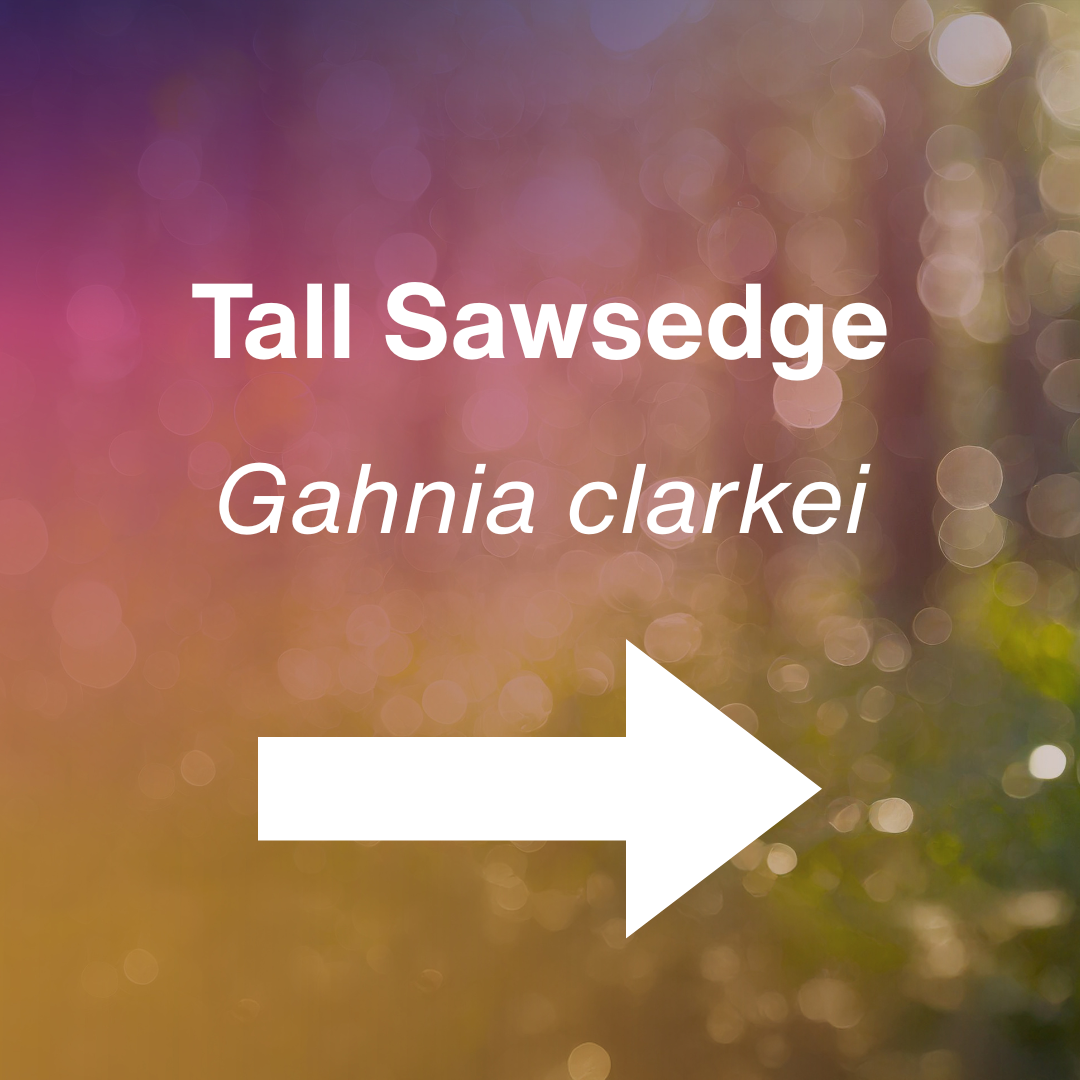 cover Gahnia clarkei.png