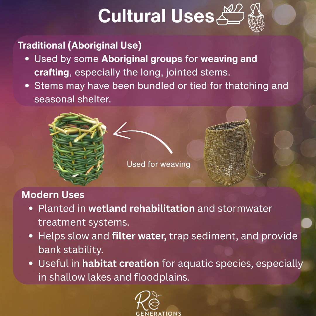 information about the cultural and modern of the joint twig rush
