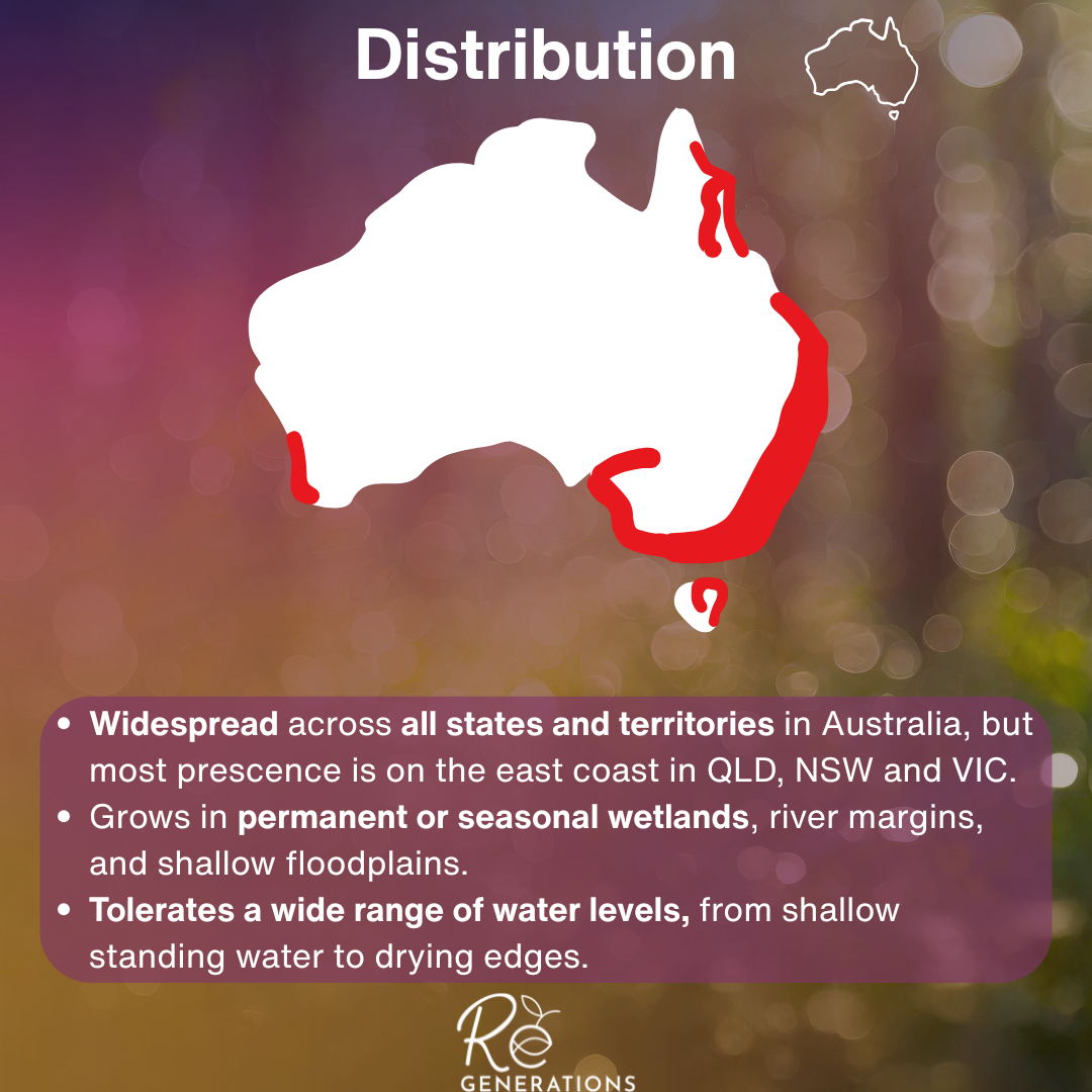 Schoenoplectus validus - distribution.png