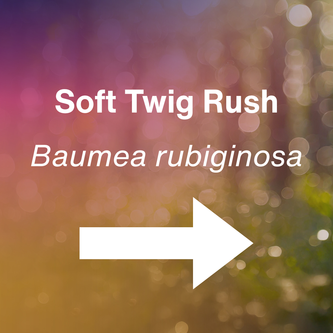 cover Soft Twig Rush.png