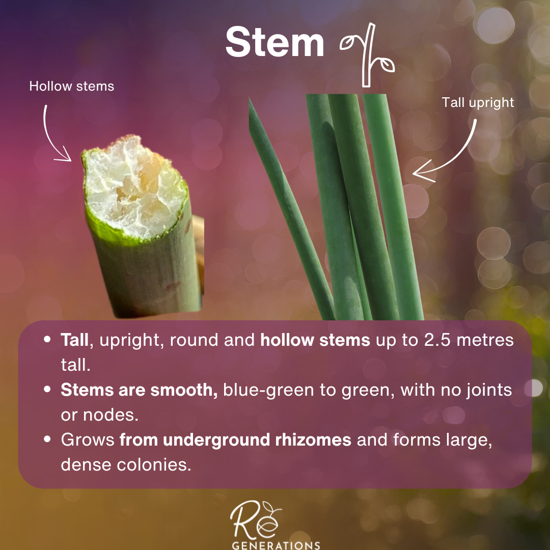 Schoenoplectus validus - stem.png