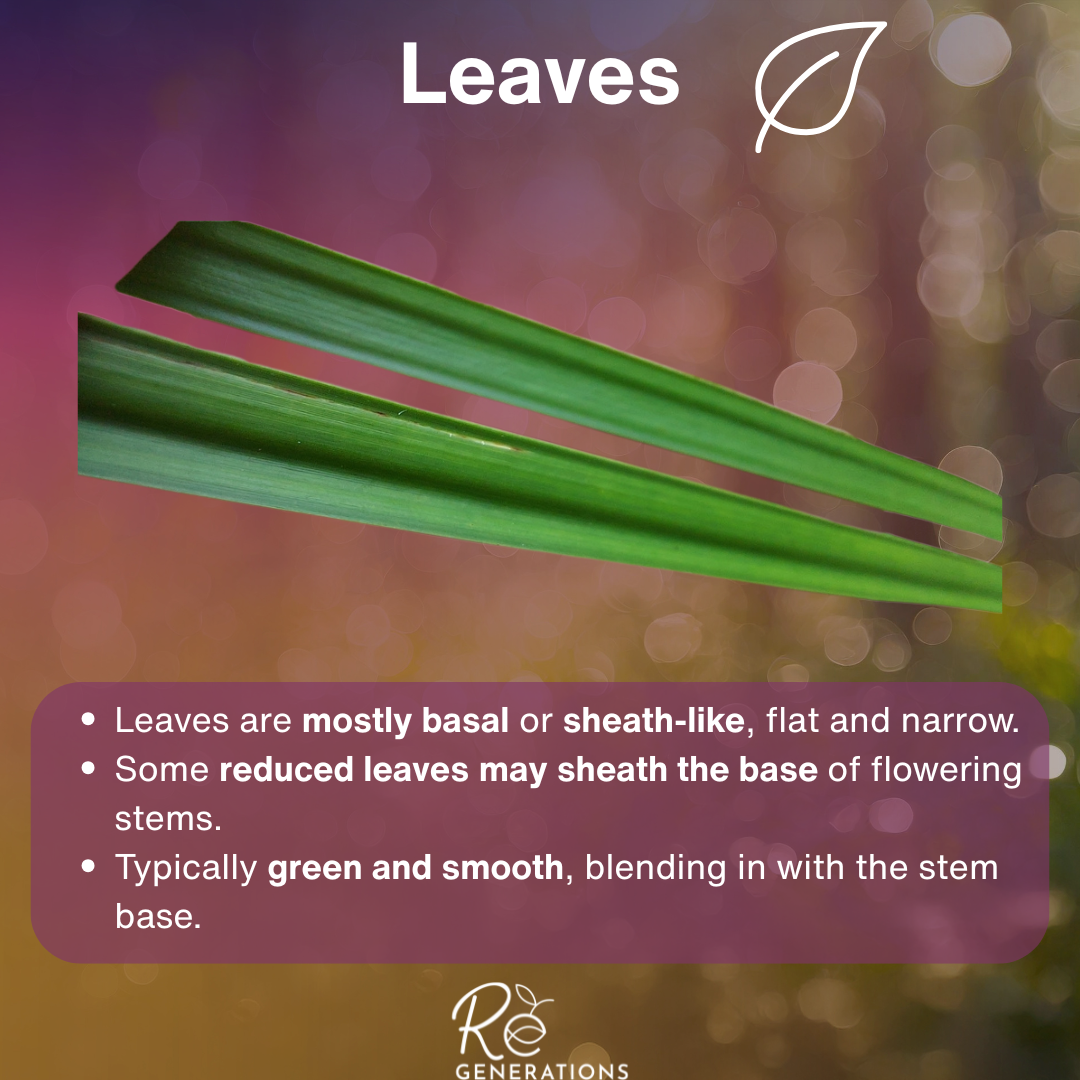leaves - Schoenoplectiella mucronata.png