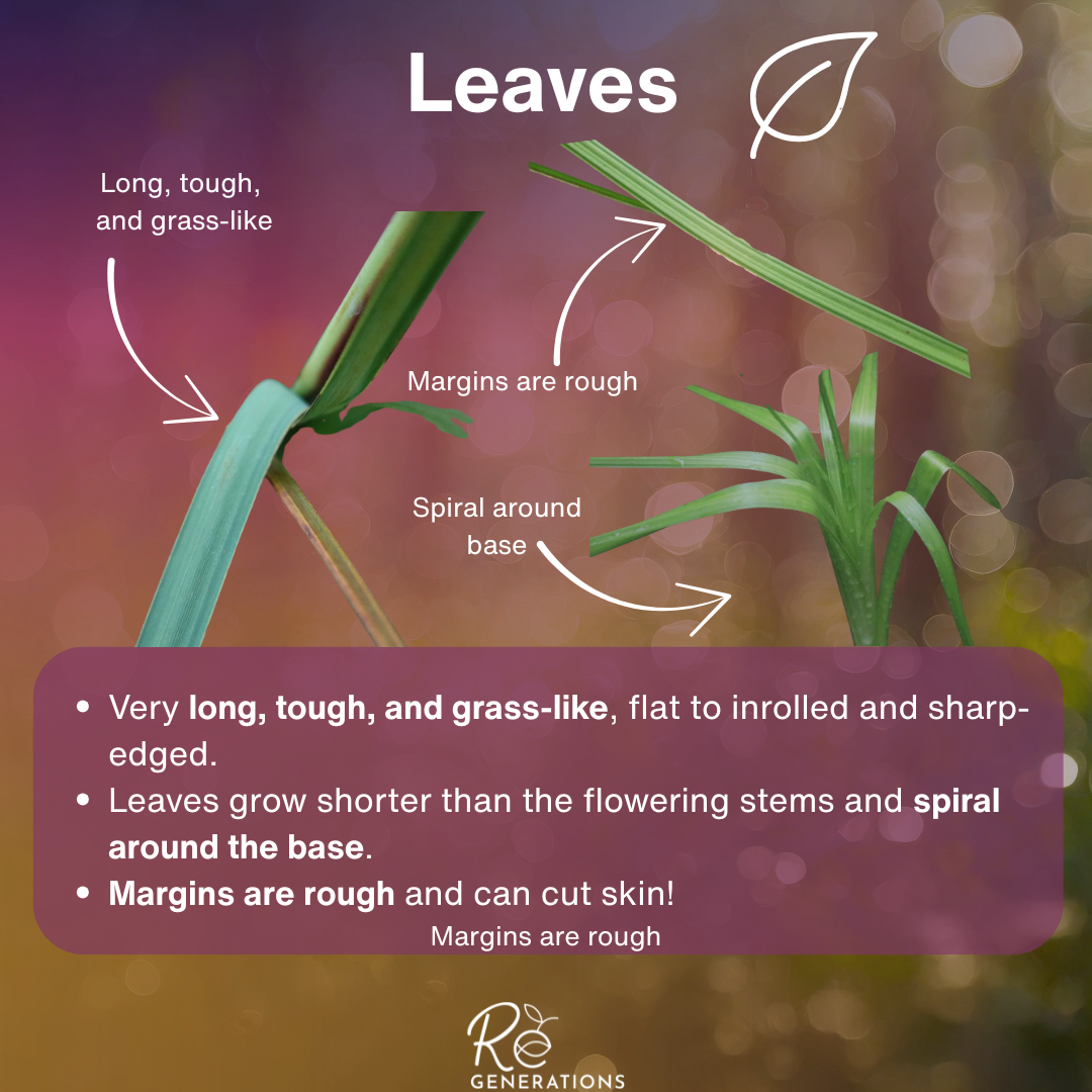 Leaves - Gahnia clarkei.png