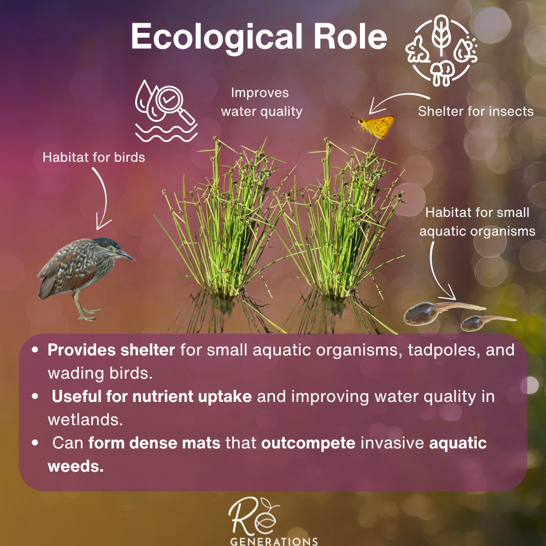 Distribution - Schoenoplectus mucronatus (2).png