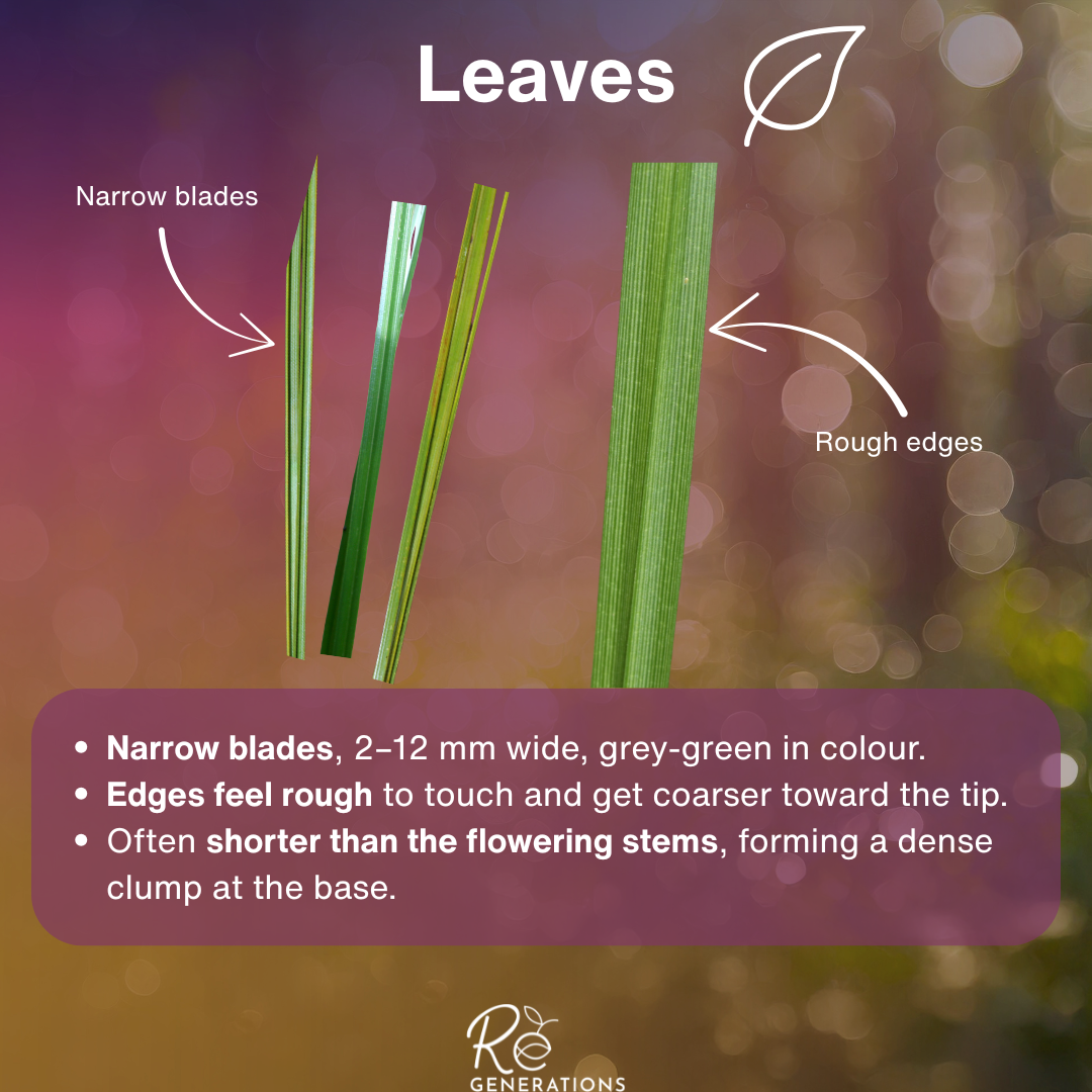 Carex appressa - leaves.png