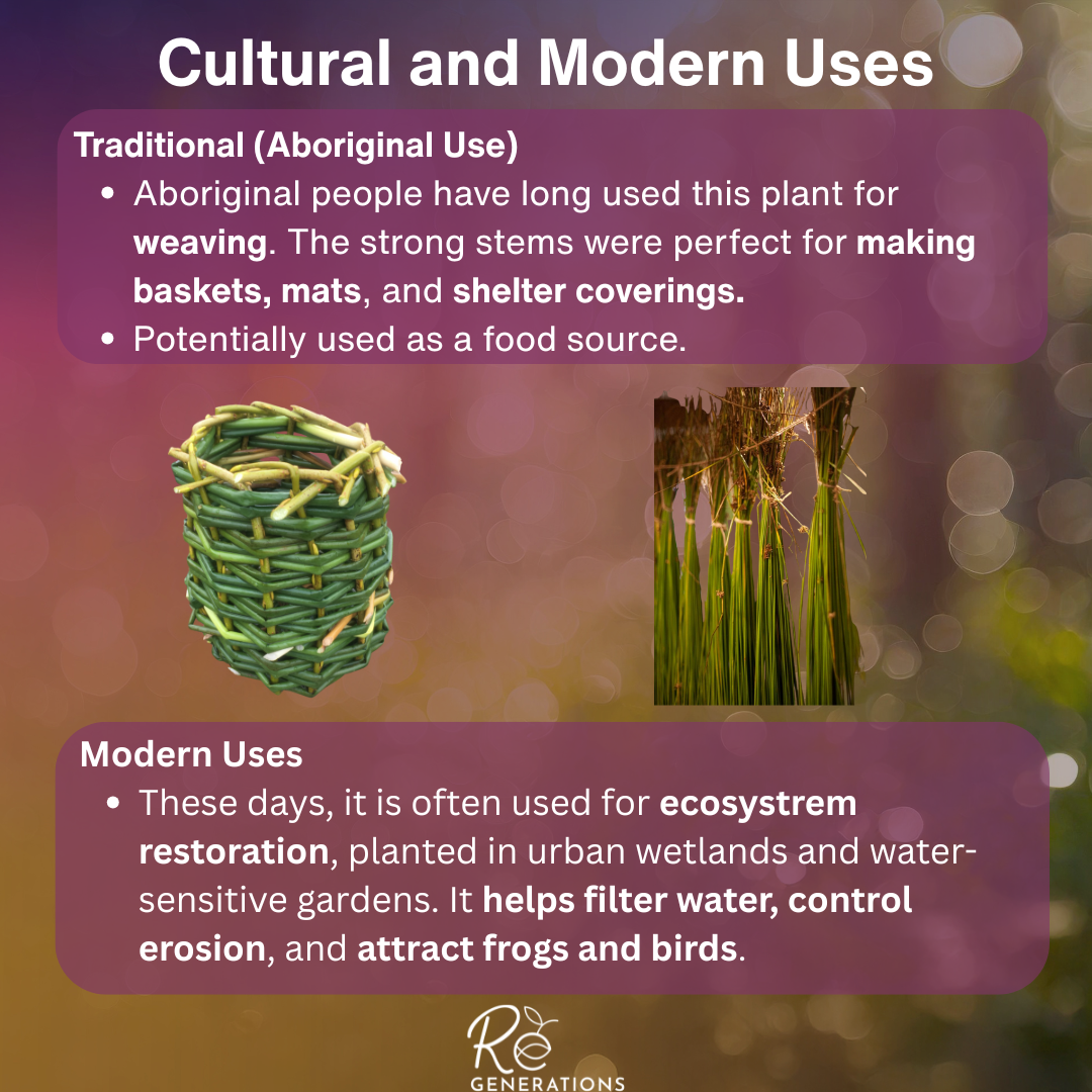 Soft Twig Rush cultural uses.png