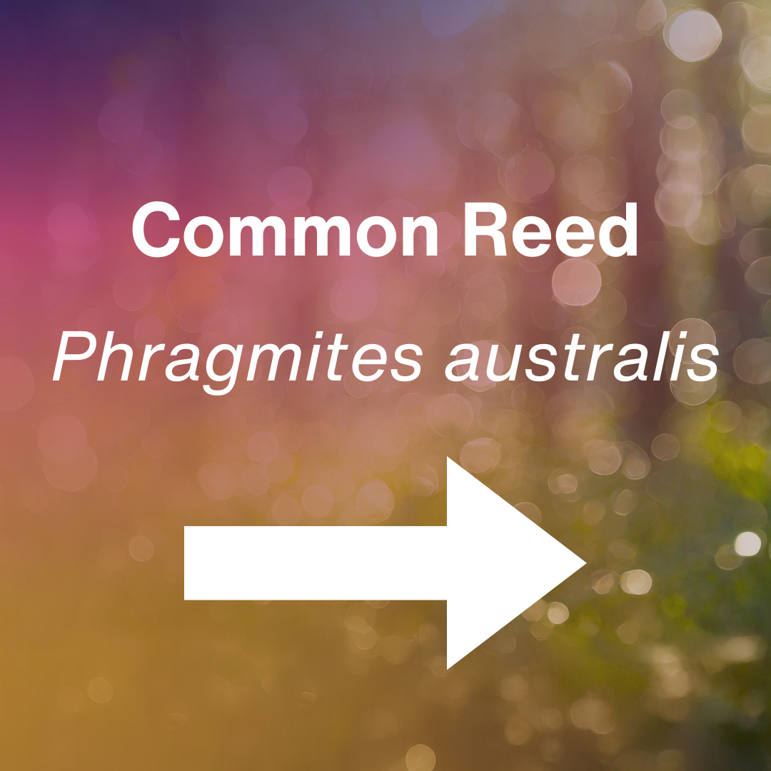 cover Phragmites australis.png