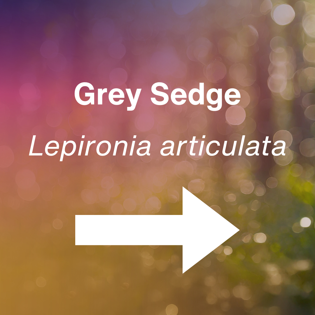 cover Lepironia articulata.png