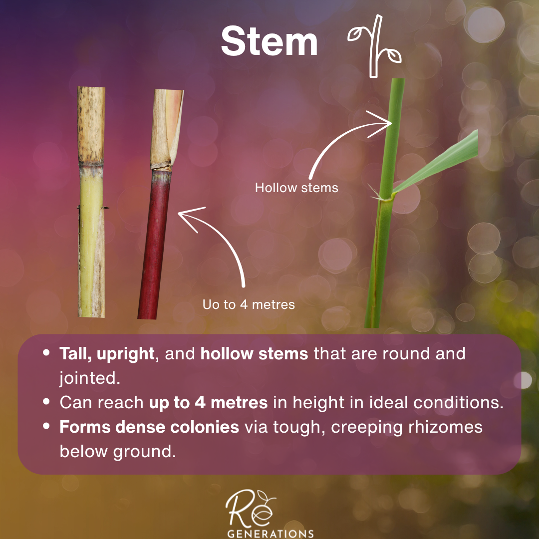 stem - Phragmites australis.png
