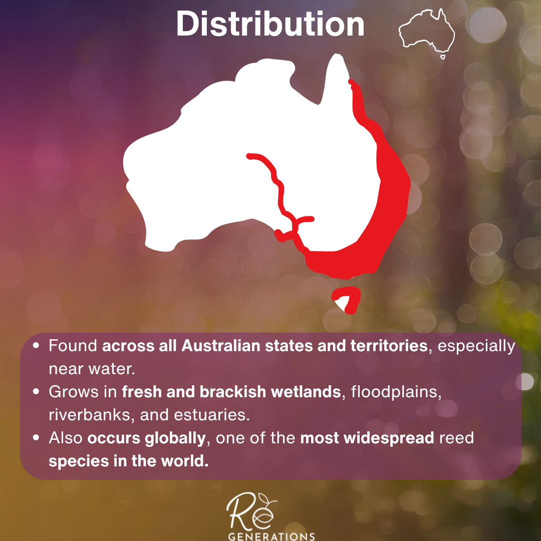 distribution - Phragmites australis.png