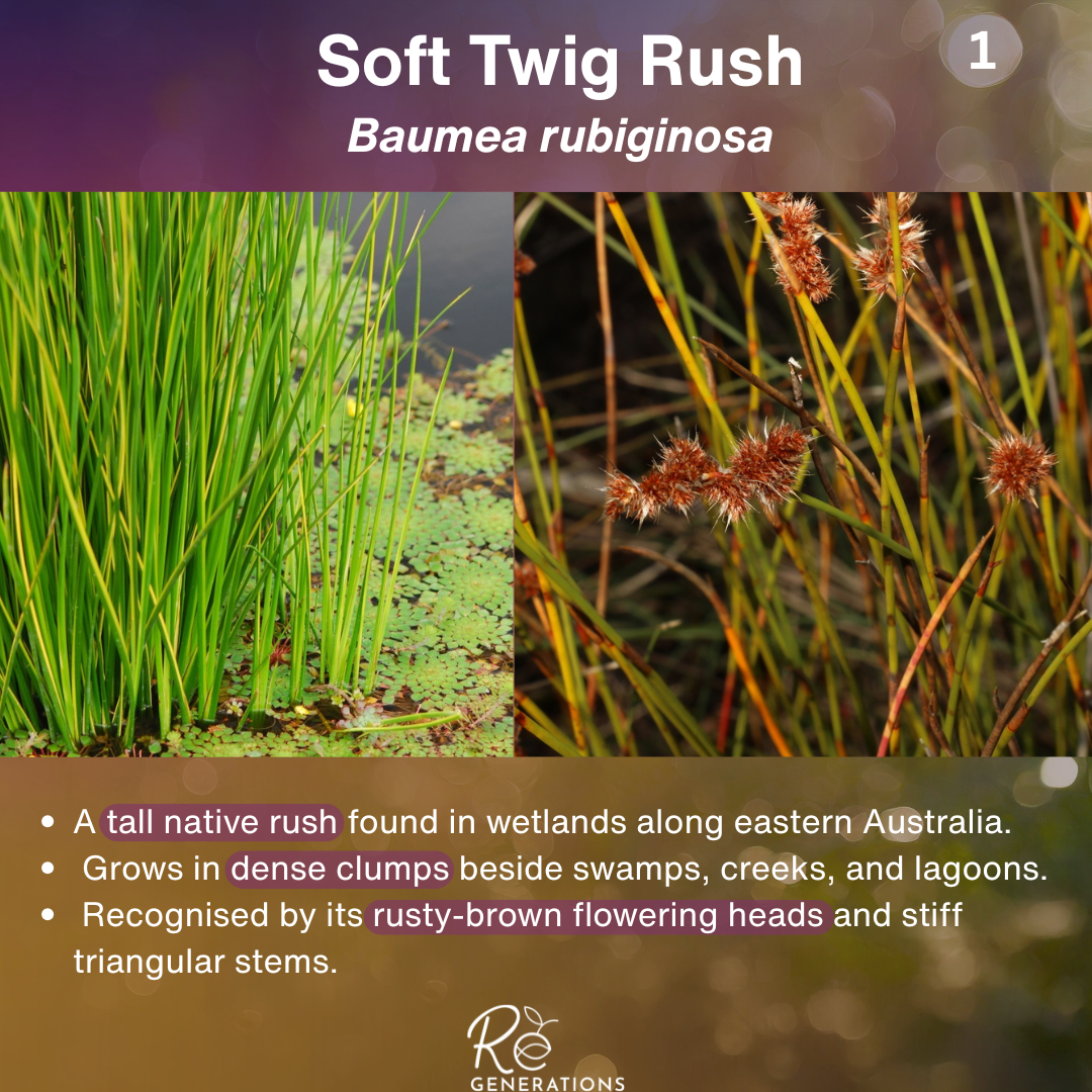 cover for the plant profile: soft twig rush showing two photos of the plant