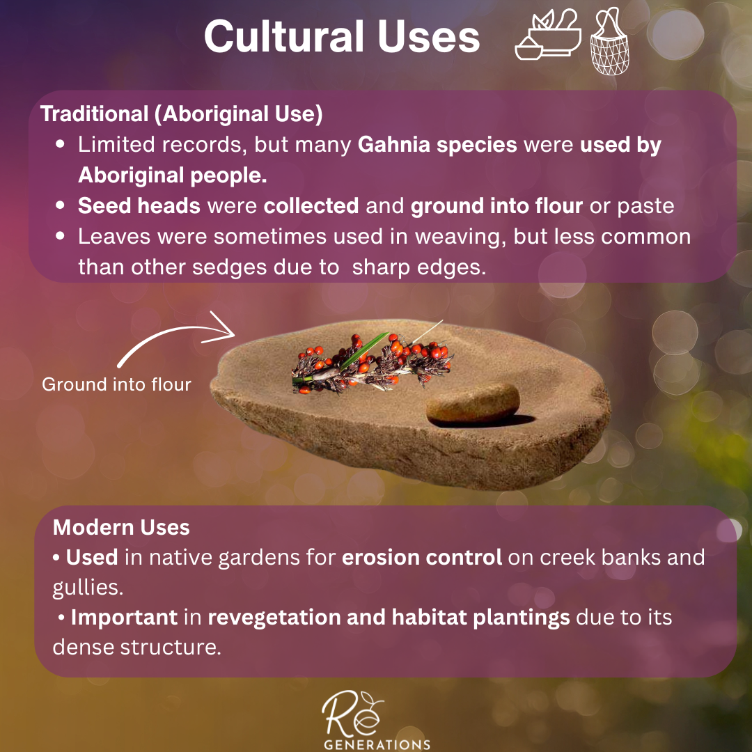Gahnia clarkei - cultural uses.png