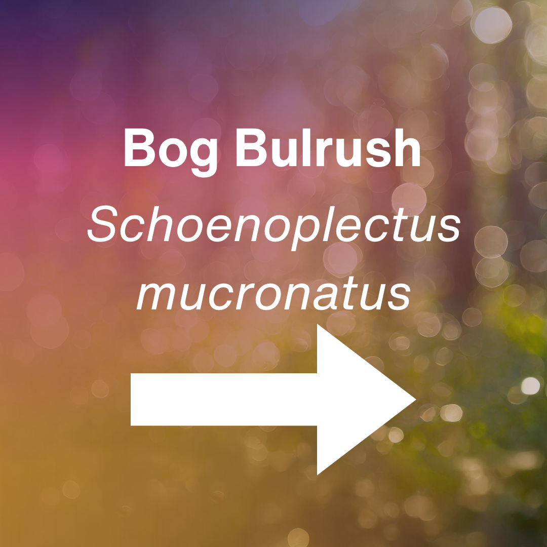 cover Schoenoplectus mucronatus.png
