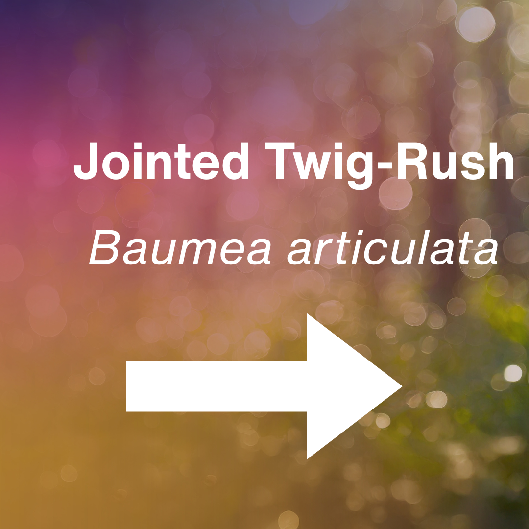 cover-2 Baumea articulata.png