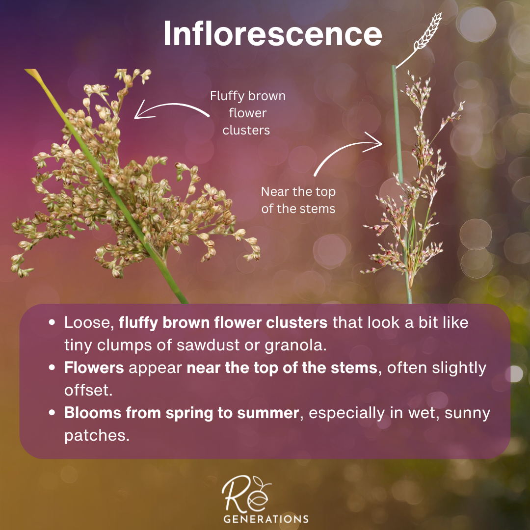 Juncus usitatus - Inflorescence.png